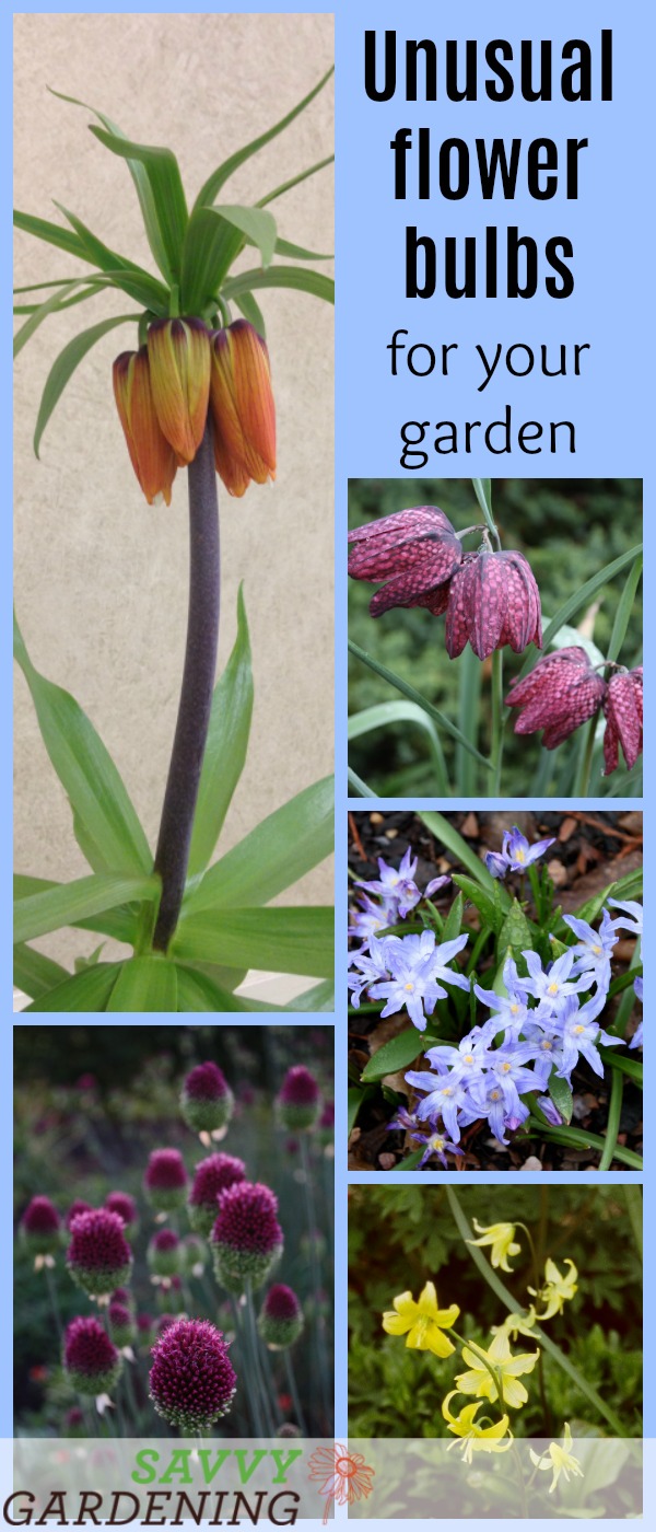 Unusual Flower Bulbs for Your Garden and How to Plant Them