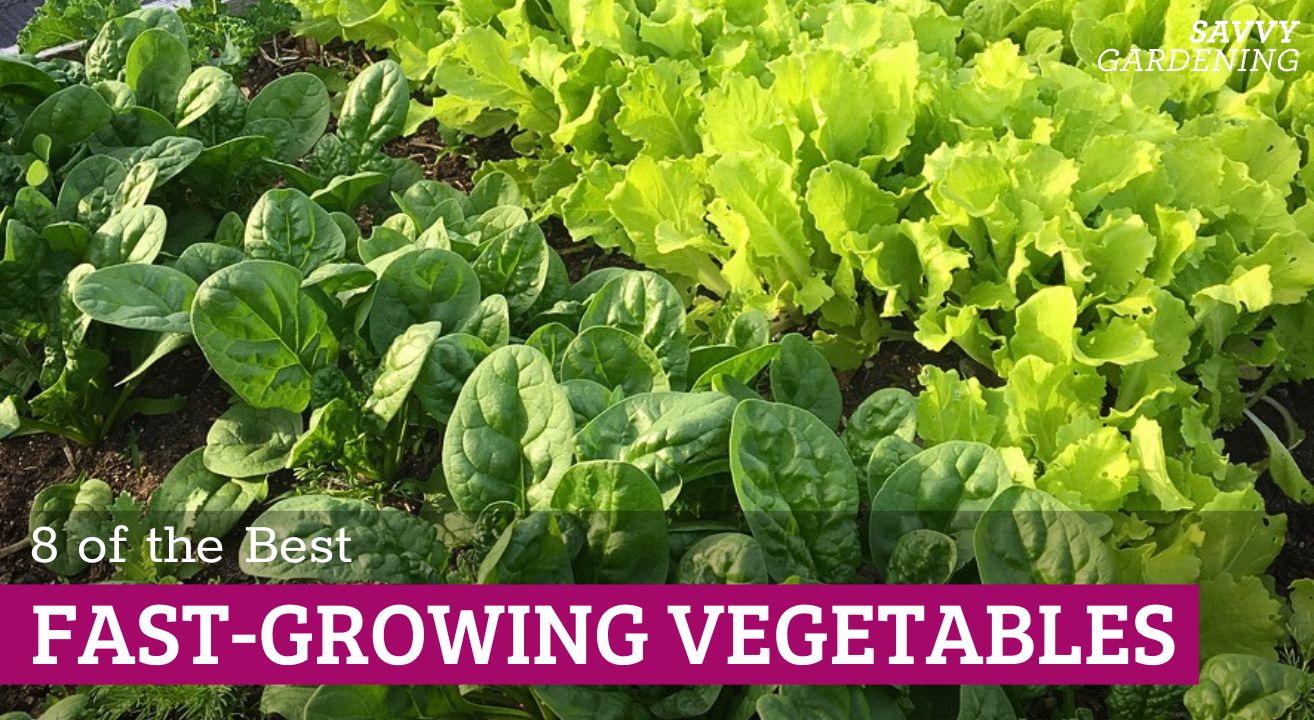The best fast-growing vegetables to plant
