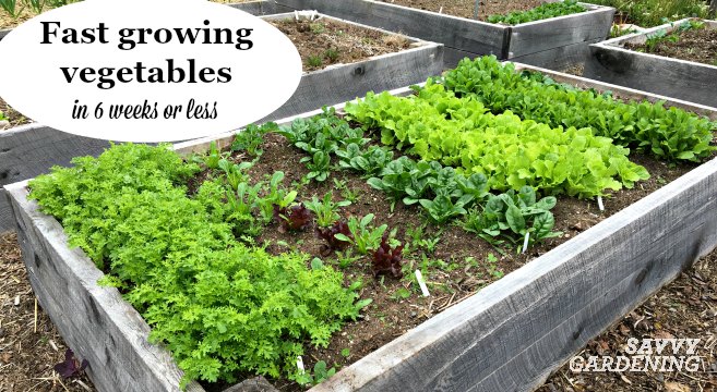 Growing fast growing crops in gardens and containers is an easy way to grow more food.