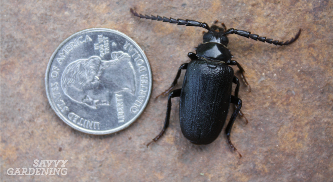 ground beetle beneficial insect