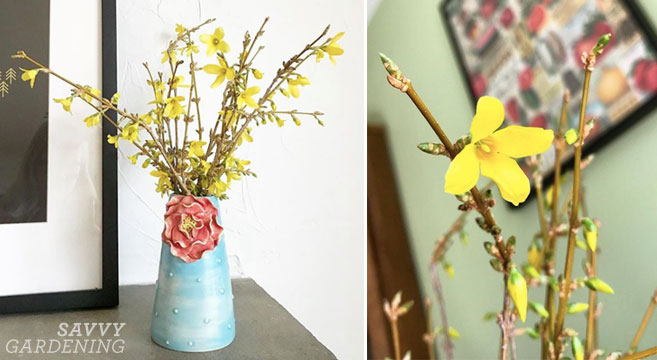 forcing forsythia and other spring blooms