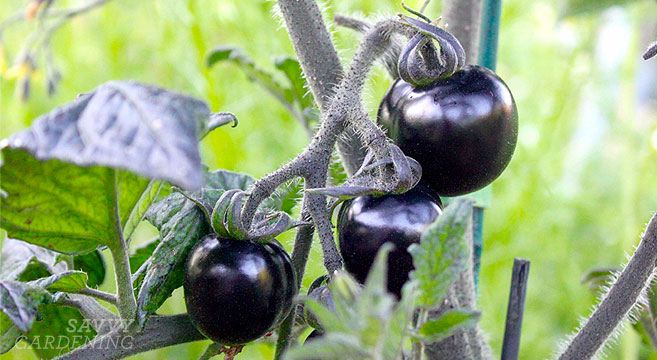 grafted tomatoes