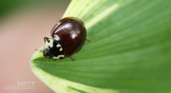15-spotted ladybug