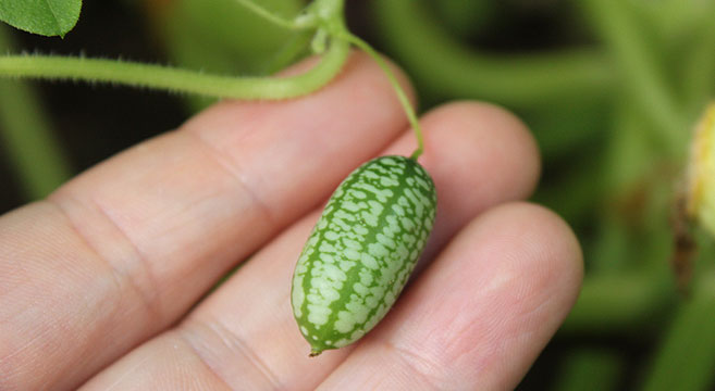 unusual cucumbers