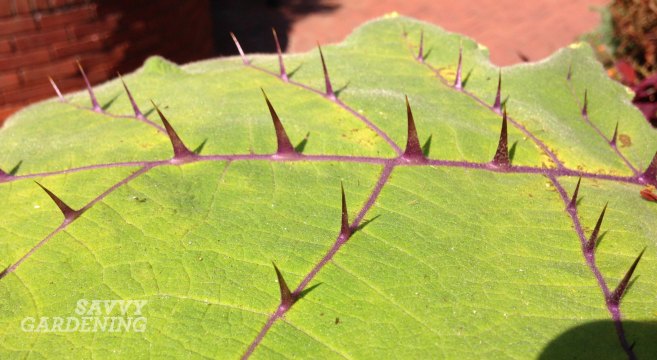 protective spines on leaf