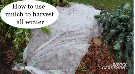 Root crops like carrots and beets can be harvested into winter with a mulch.