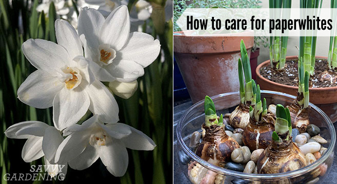 how to care for paperwhites
