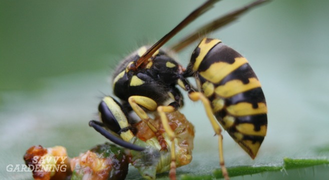 How to get a wasp stinger out of your leg Paper Wasps Are They Worth The Sting