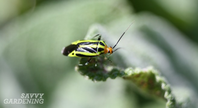 Four-lined plant bug adult