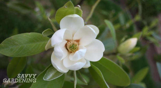 Moonglow magnolia