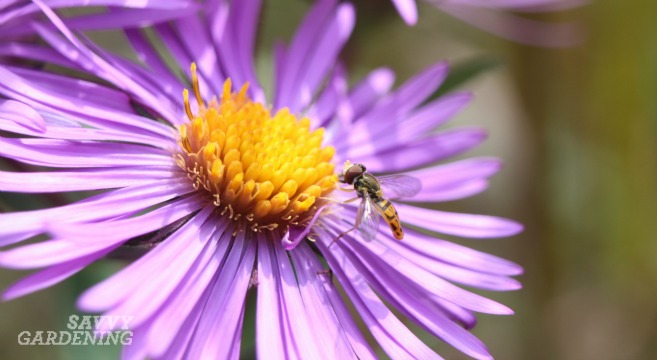 pollinator friendly plants