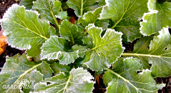 vegetables that taste better after a frost