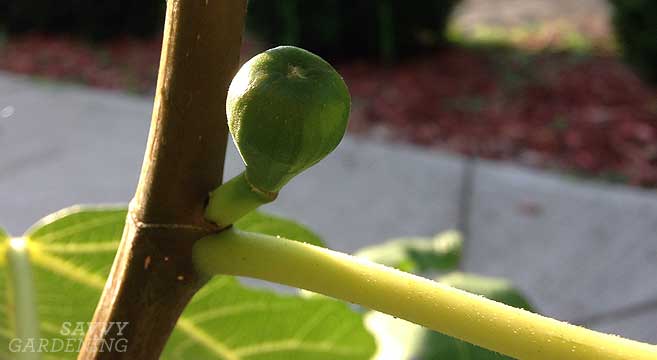 overwintering figs