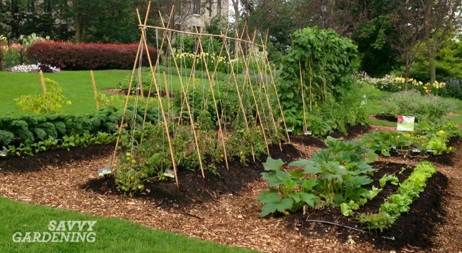 Vegetable Gardening Tips Every New Food, Making A Backyard Vegetable Garden