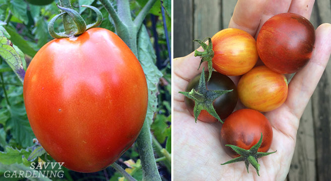 tips for growing tomatoes in raised beds