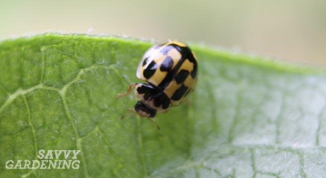 Many garden friendly bugs can be found in your backyard.