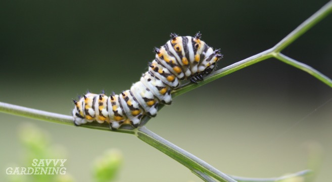 caterpillars on flowers that attract pollinators