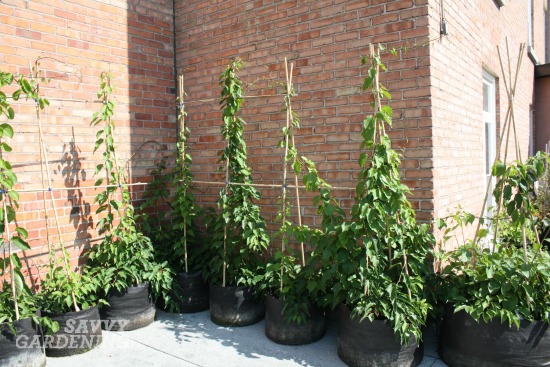 Growing Kiwi Fruit It S Easier Than You Think