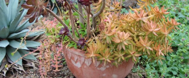Succulents are another container gardening trend