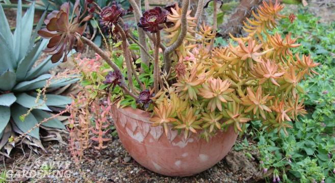 Succulents are another container gardening trend