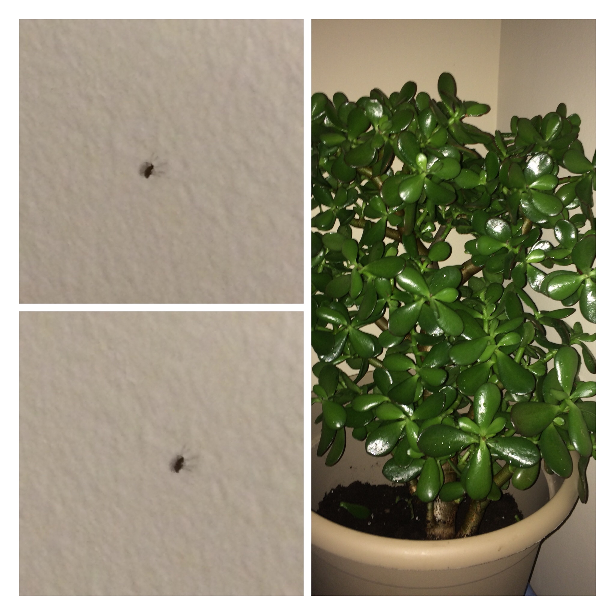 Tiny Black Bugs In Indoor Plant Soil