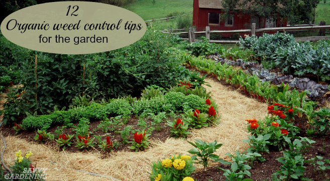 Organic Weed Control Tips For Gardeners, Natural Weed Block Landscape Fabric Canada