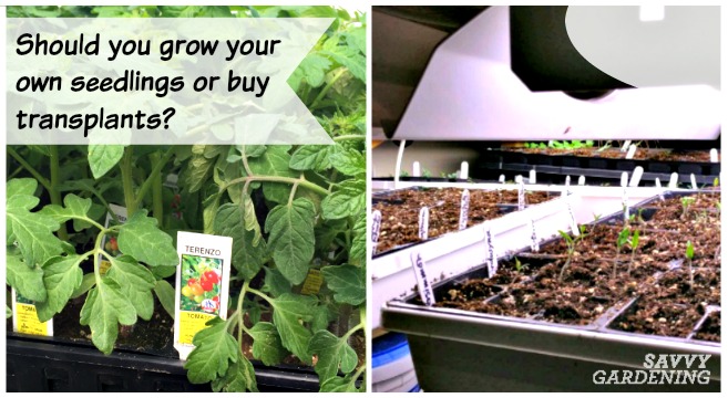 Should you grow your own seeds or just buy transplants from your local nursery?
