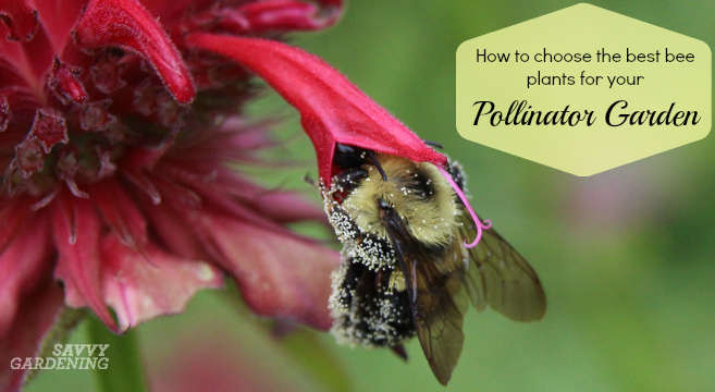 The best bee plants for pollinator gardens offer diversity.