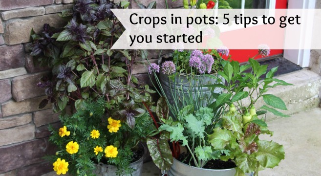 5 tips to boost success with vegetable container gardens