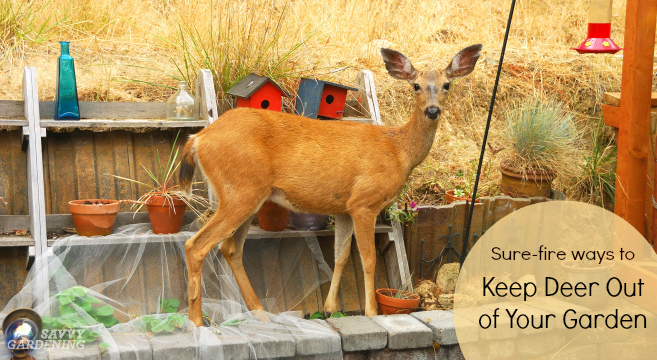 Deer proof gardens: 4 sure-fire ways to keep deer out of ...