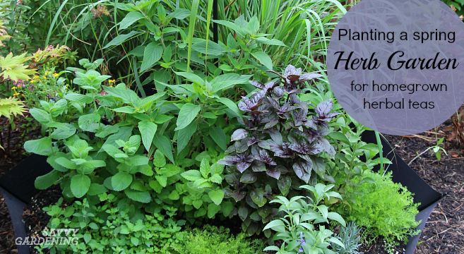 Plant a spring herb garden for homegrown herbal teas using this creative idea.