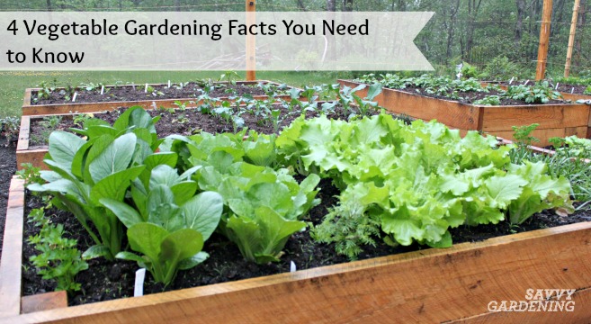 Four vegetable gardening facts you need to know.