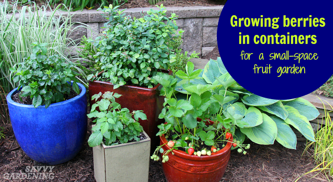 Backyard berry gardens are a great way to grow a lot of fruit in a small space.