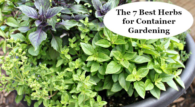 Learn the seven best herbs for container gardening