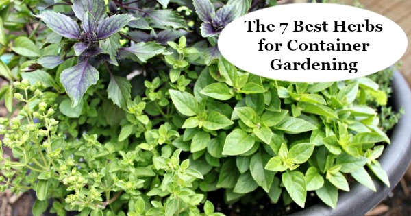 The 7 Best Herbs For Container Gardening, Patio Herb Garden Designs Containers
