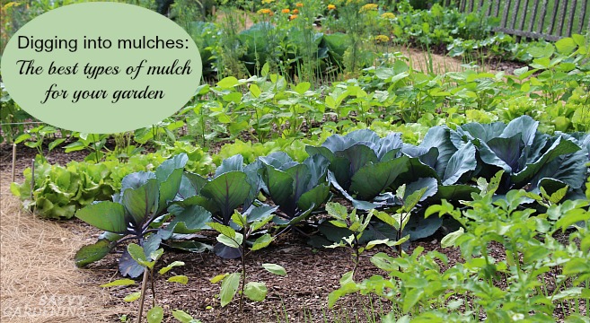 Types Of Landscape Mulch For Your Garden, What Kind Of Mulch Is Best For Garden Paths