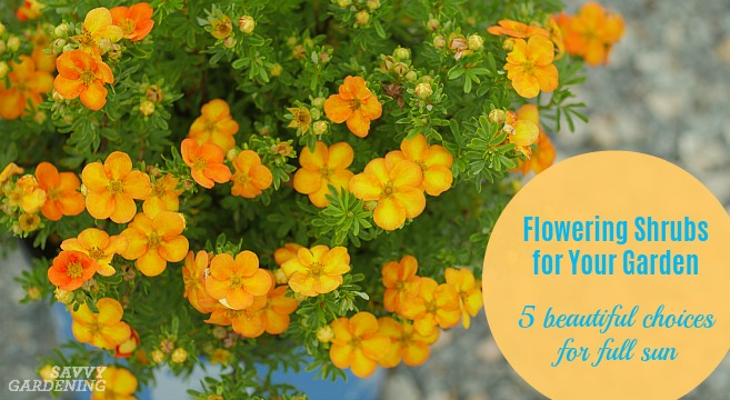 5 flowering shrubs for your garden that are real stand-outs in full sun.