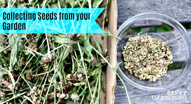 Collecting seeds from your garden is both easy and worthwhile for gardeners.