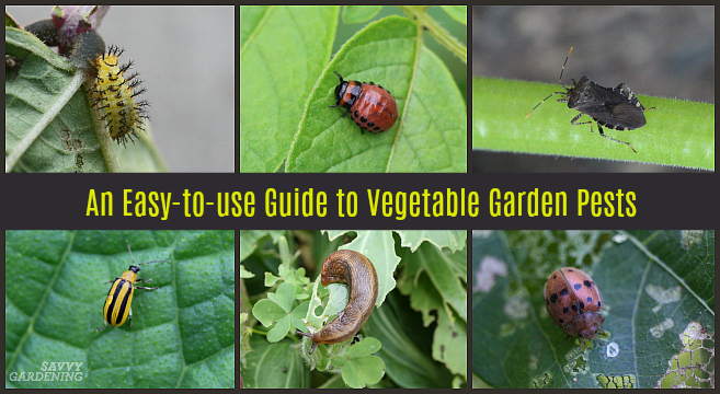 An easy-to-use guide to vegetable garden pests for gardeners.