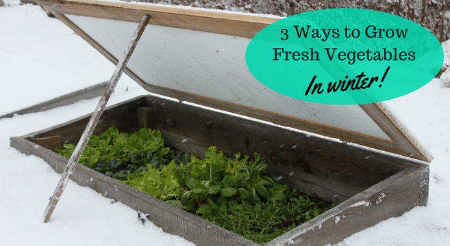 It's easy to grow fresh vegetables in winter when you pair the right crops with the right season extenders.