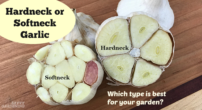 Hardneck vs softneck garlic. Do you know which is best for your garden?