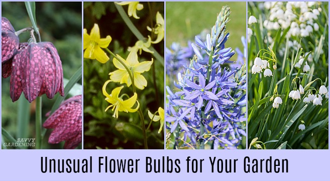 The best unusual flower bulbs to add to your garden.