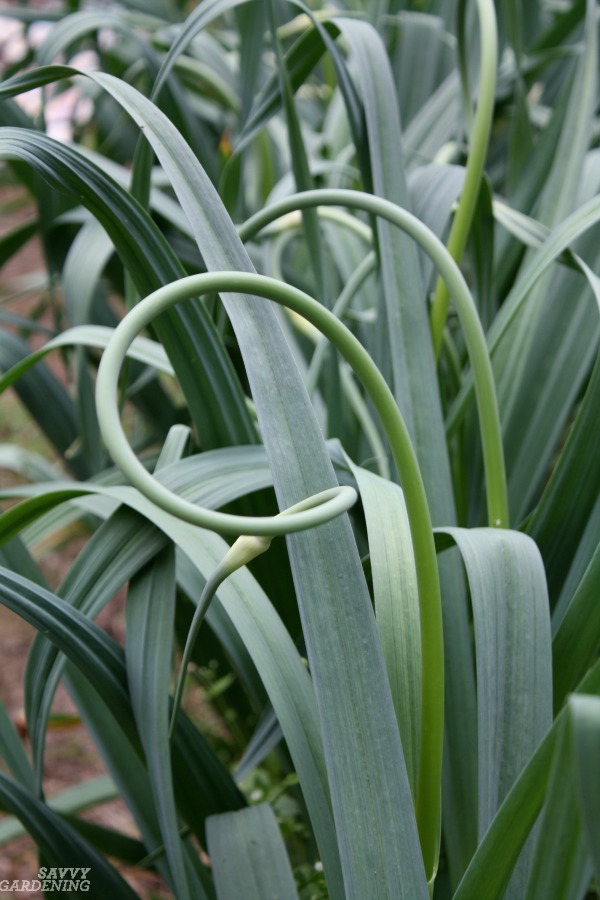 Hardneck Vs Softneck Garlic Choosing And Planting The Best Garlic
