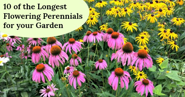 10 Of The Longest Flowering Perennials, Year Round Perennial Garden Plan Uk
