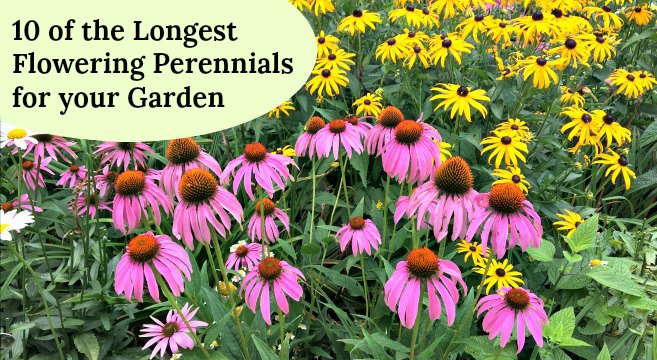 Long-blooming perennials provide months of garden interest and color.