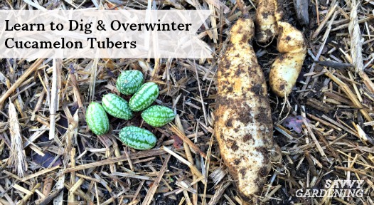 Digging and overwintering cucamelon tubers results in an earlier crop.