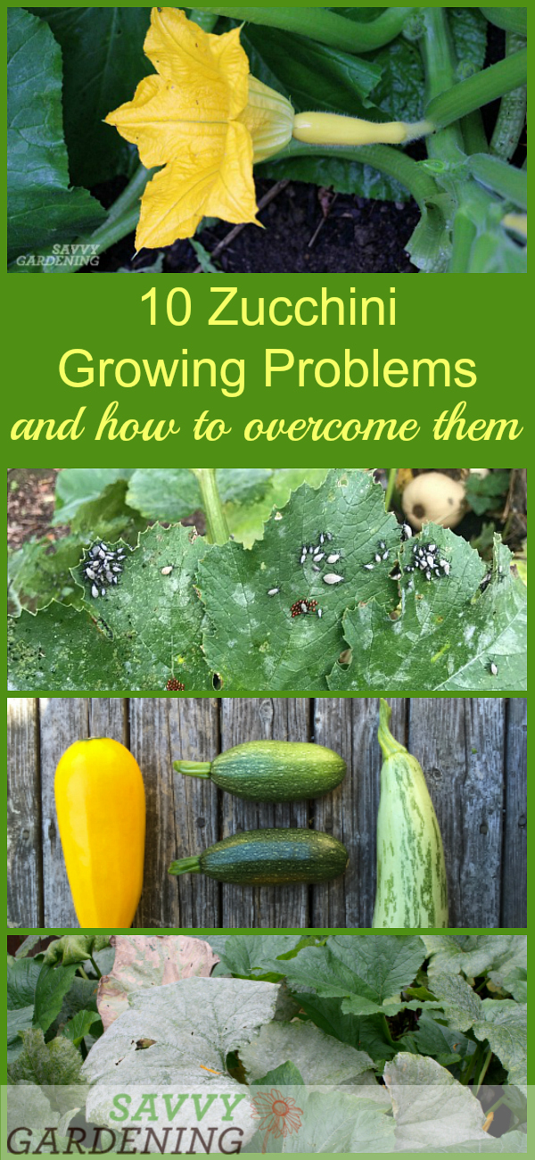 10 Common Zucchini Problems and How to Manage Them Organically