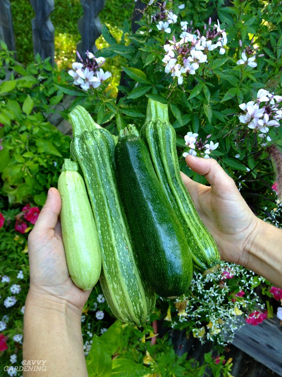 Zucchini are not without their fair share of problems. 