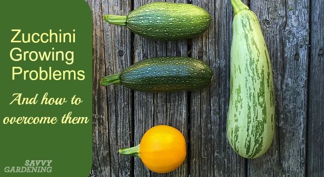 Zucchini growing problems strike every gardener. Learn how to overcome them.