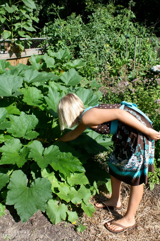 Some zucchini growing problems can be attributed to low sunlight. 